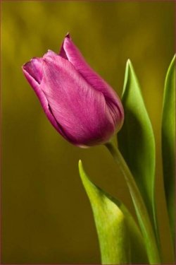 tulipa-roxa_sm.jpg