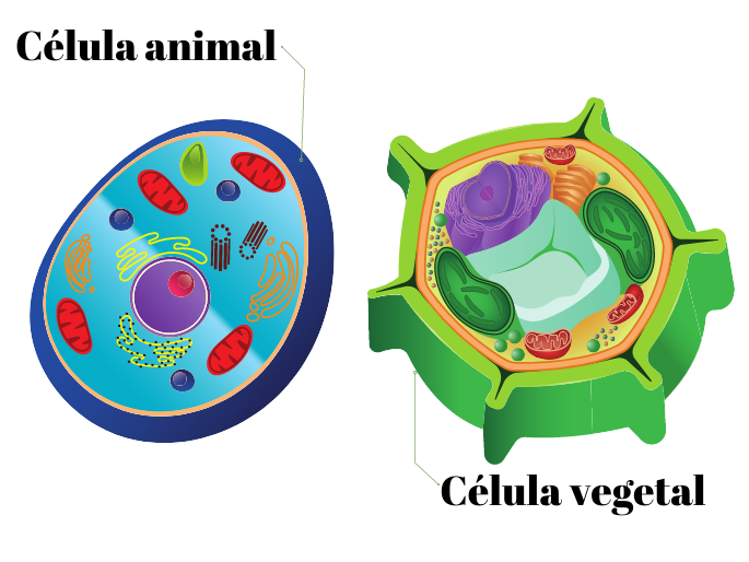 célula anima e vegetal