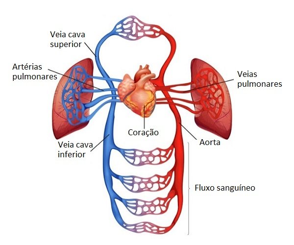 Cardiovascular