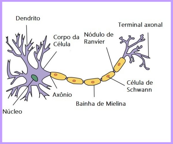 neuronio estrutura