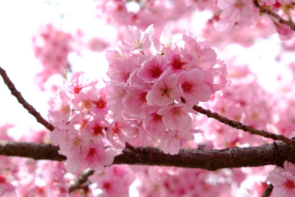 flor de cerejeira