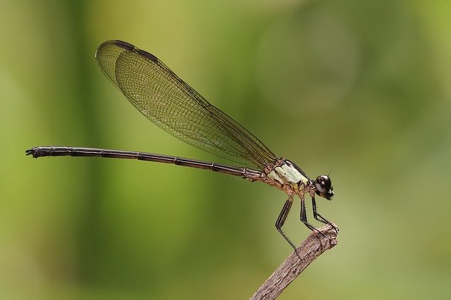 Libelula Dragonfly