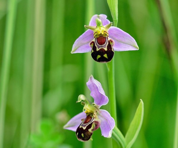 orquidea abelha